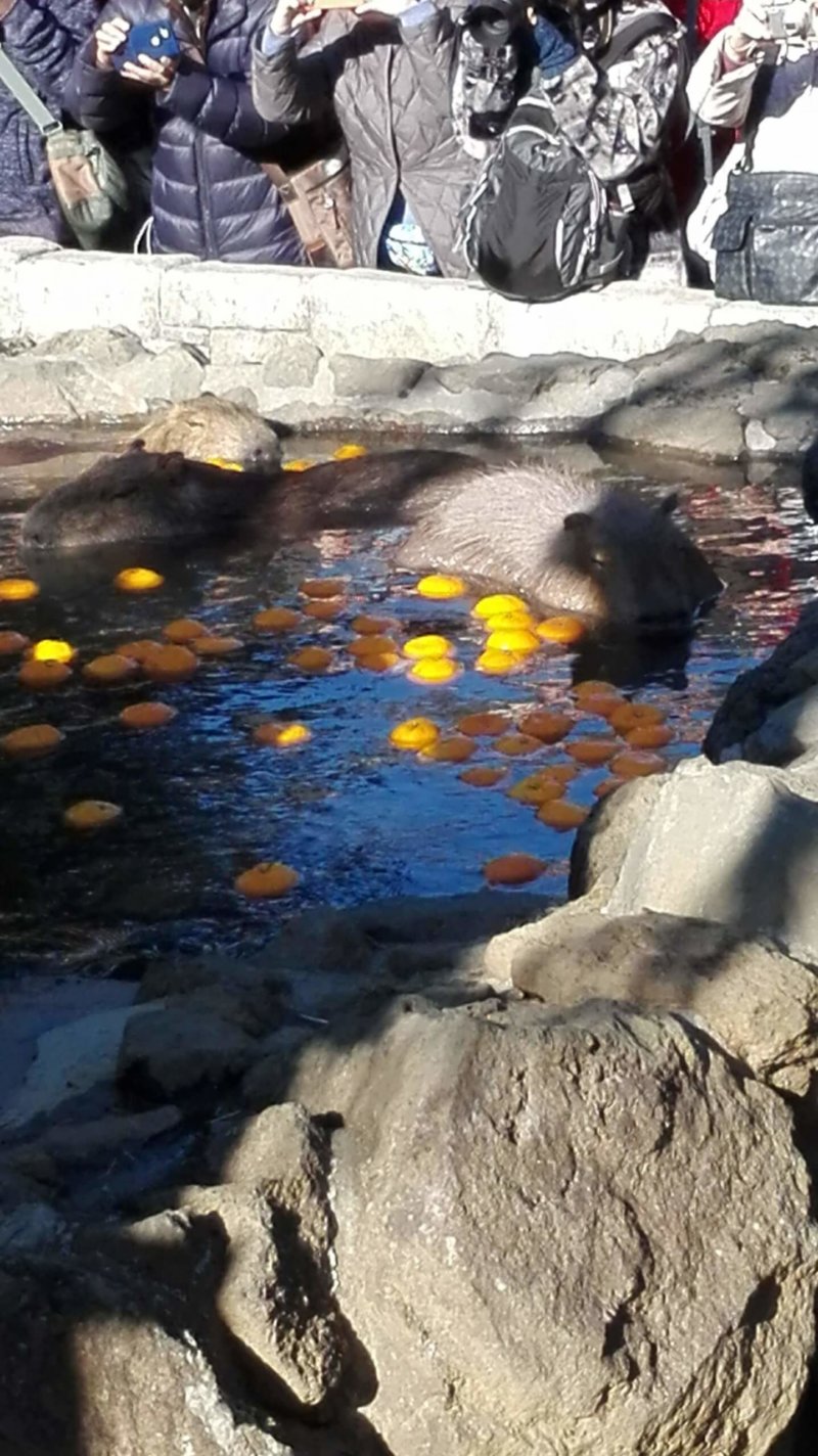 伊豆シャボテン動物公園で大人気の元祖カピバラの露天風呂