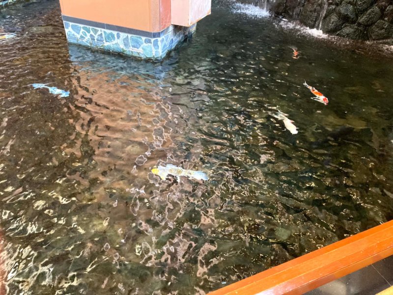 ホテル瑞鳳館内の池の鯉