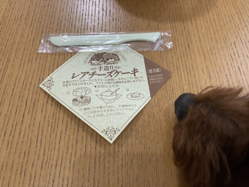 ヨーグルト専門店『モーニング』のレアチーズケーキに興味津々の愛犬