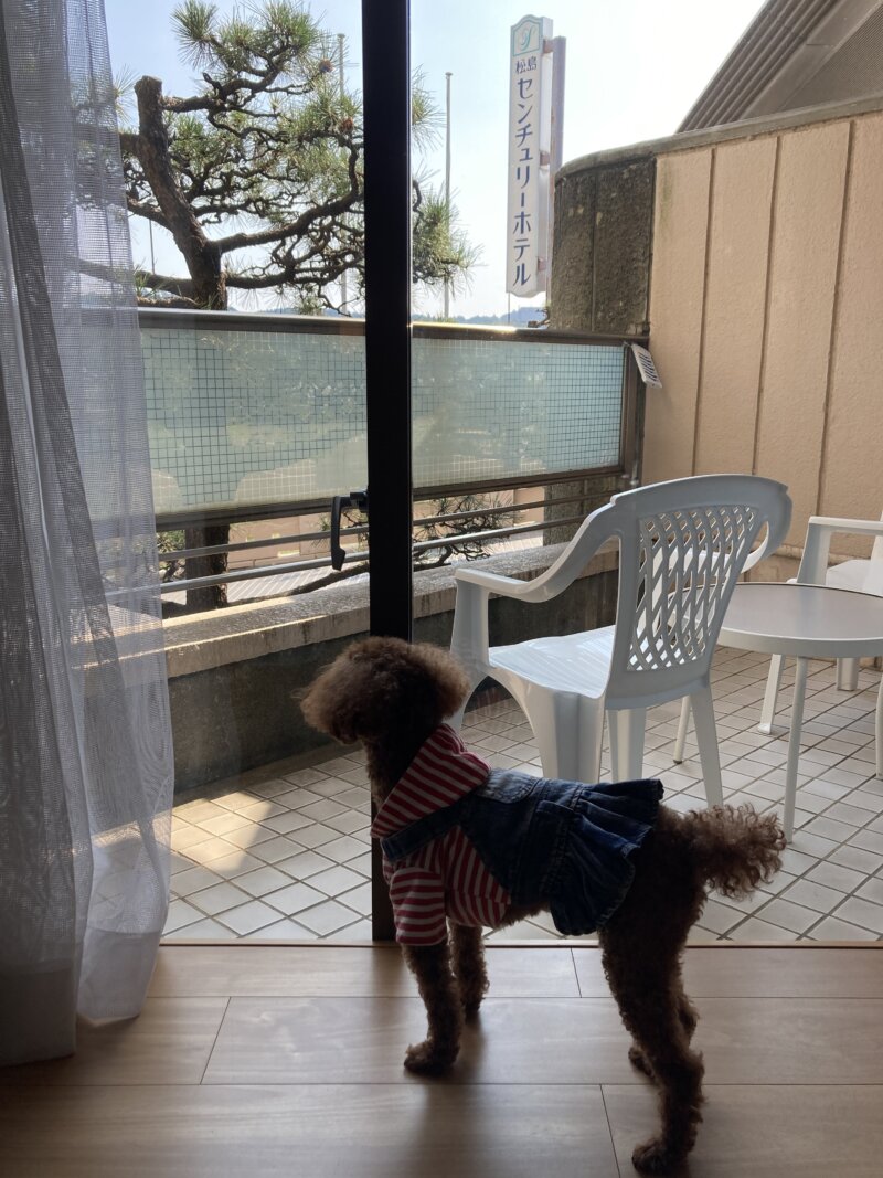 松島センチュリーホテルワンだぁルーム『花』外を眺める愛犬