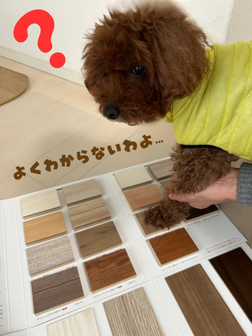 ダイケンワンラブオトユカの感触を確かめる我が家の愛犬ポポさん